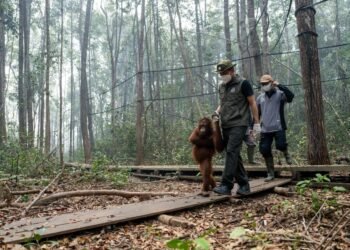 Hadapi Dampak Karhutla, Kemenhut Perkuat Satgas Penyelamatan Orangutan di Kalteng