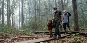 Hadapi Dampak Karhutla, Kemenhut Perkuat Satgas Penyelamatan Orangutan di Kalteng