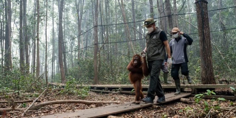 Hadapi Dampak Karhutla, Kemenhut Perkuat Satgas Penyelamatan Orangutan di Kalteng